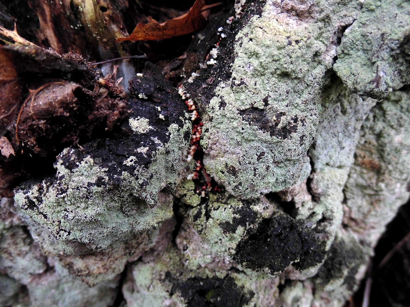 heel kleine paddenstoeltjes